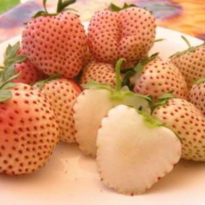 Клубника "ПАЙНБЕРРИ" (6 шт.)